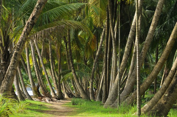Coconut Trees, Kerala (India) | www.myfoododyssey.com via www.keralatourism.org