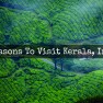 Tea Plantation, Munnar (Kerala, India) | www.myfoododyssey.com via www.keralatourism.org