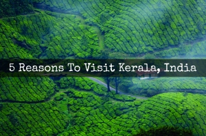 Tea Plantation, Munnar (Kerala, India) | www.myfoododyssey.com via www.keralatourism.org
