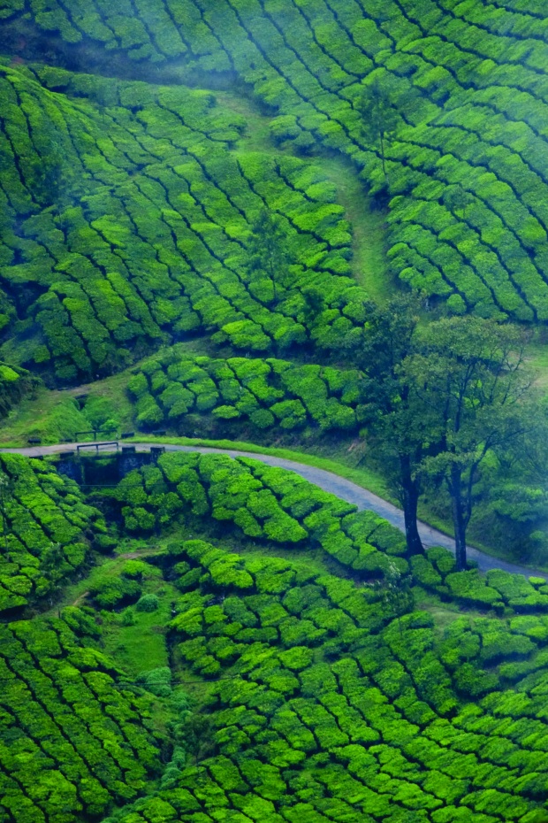 Tea Plantation, Munnar (Kerala, India) | www.myfoododyssey.com via www.keralatourism.org