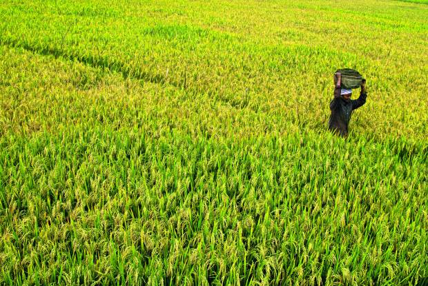 Rice Paddy Field, Kerala (India) | www.myfoododyssey.com via www.keralatourism.org