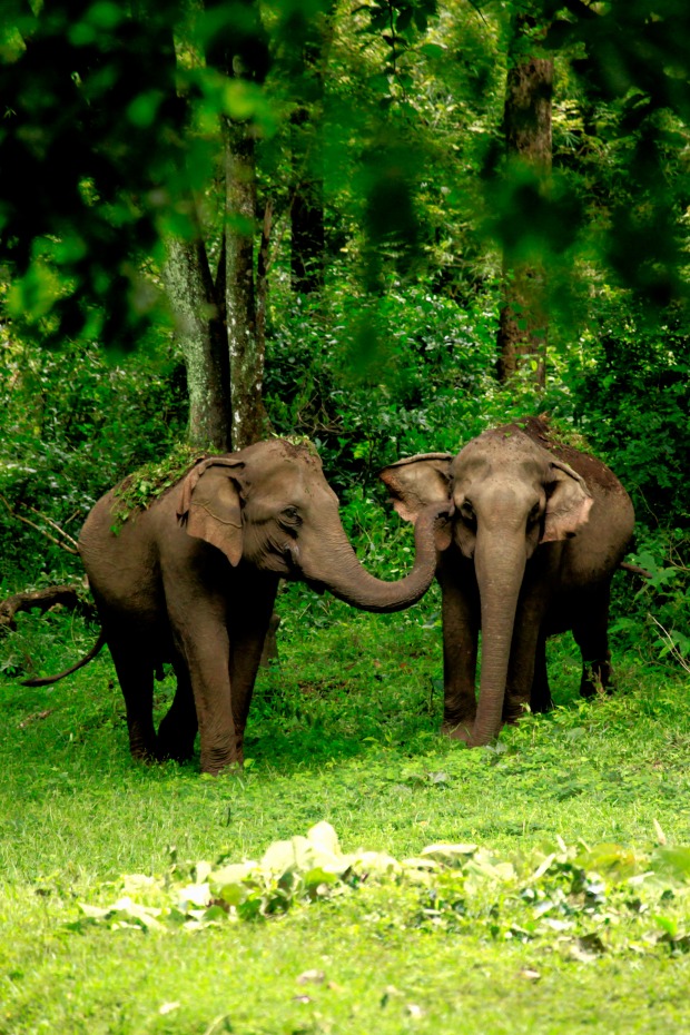 Elephants at Tholpetty Sanctuary (Kerala, India) | www.myfoododyssey.com via www.keralatourism.org