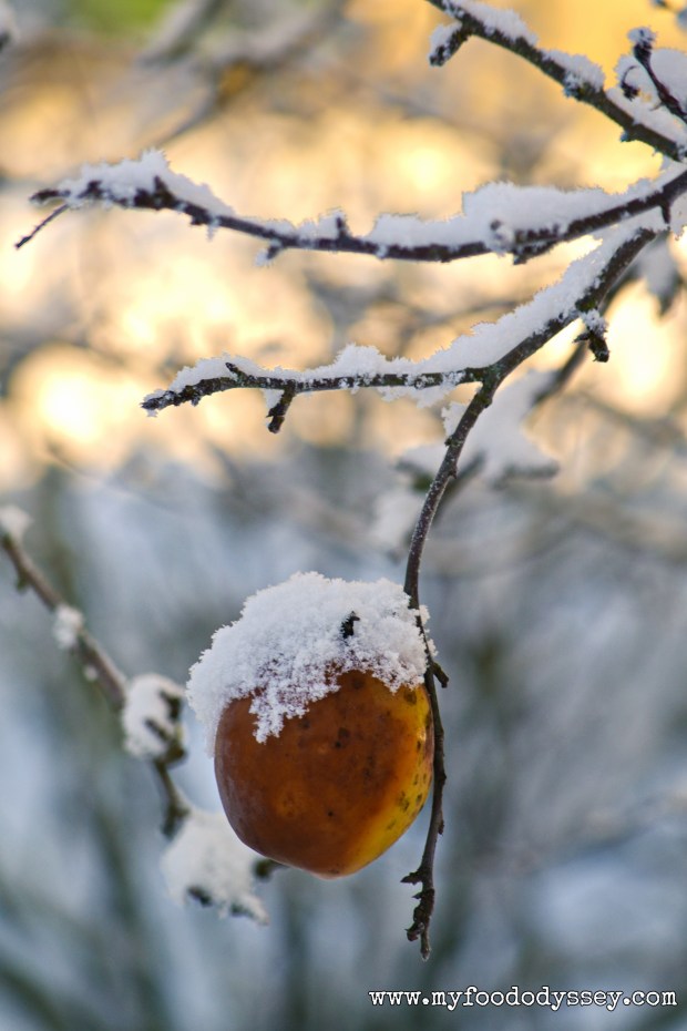 Snowy Apple, Lithuania | www.myfoododyssey.com
