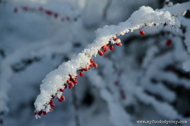 Snowy Berries, Lithuania | www.myfoododyssey.com