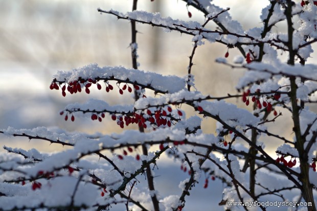 Snowy Berries, Lithuania | www.myfoododyssey.com