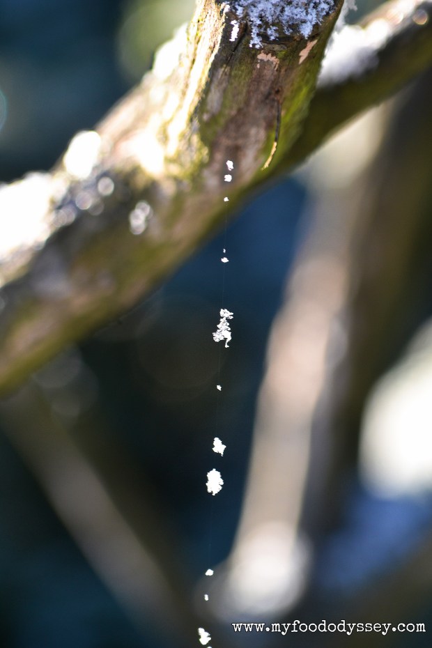 Snowy Cobweb, Lithuania | www.myfoododyssey.com