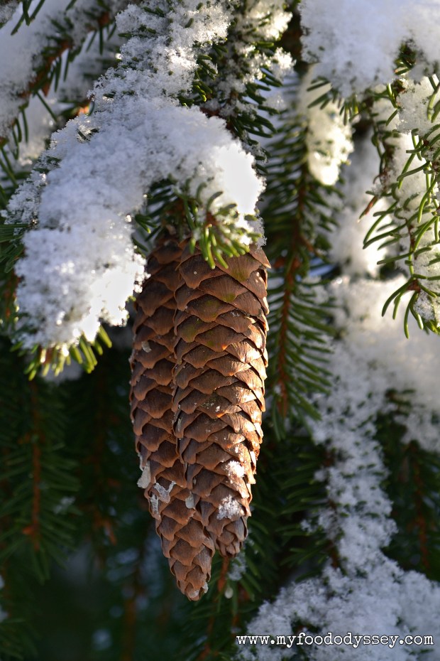 Snowy Pinecones, Lithuania | www.myfoododyssey.com