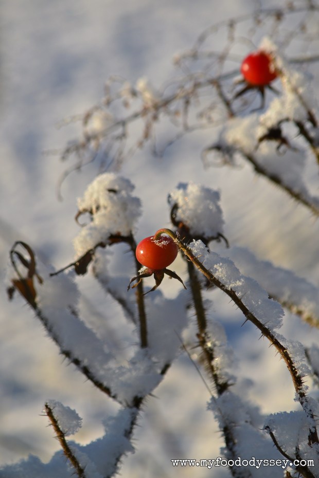 Snowy Rosehip, Lithuania | www.myfoododyssey.com