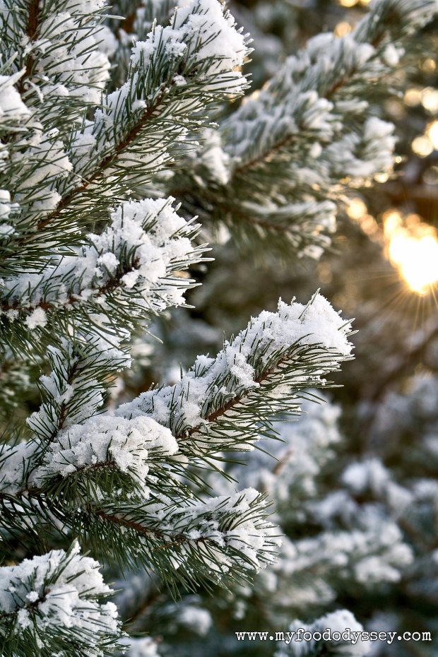 Winter Snow, Lithuania | www.myfoododyssey.com