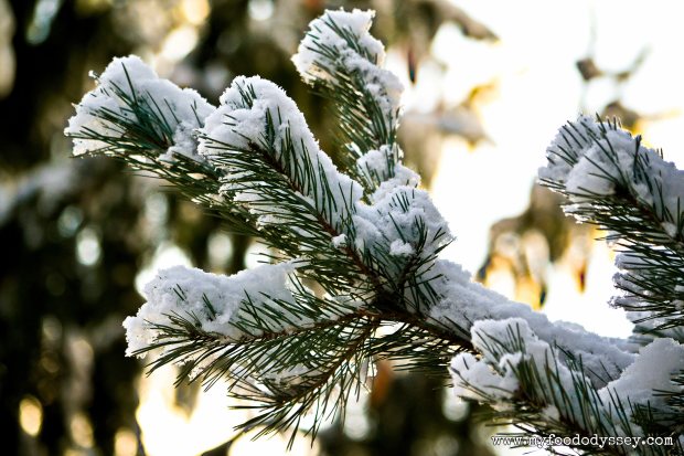 Winter Snow, Lithuania | www.myfoododyssey.com