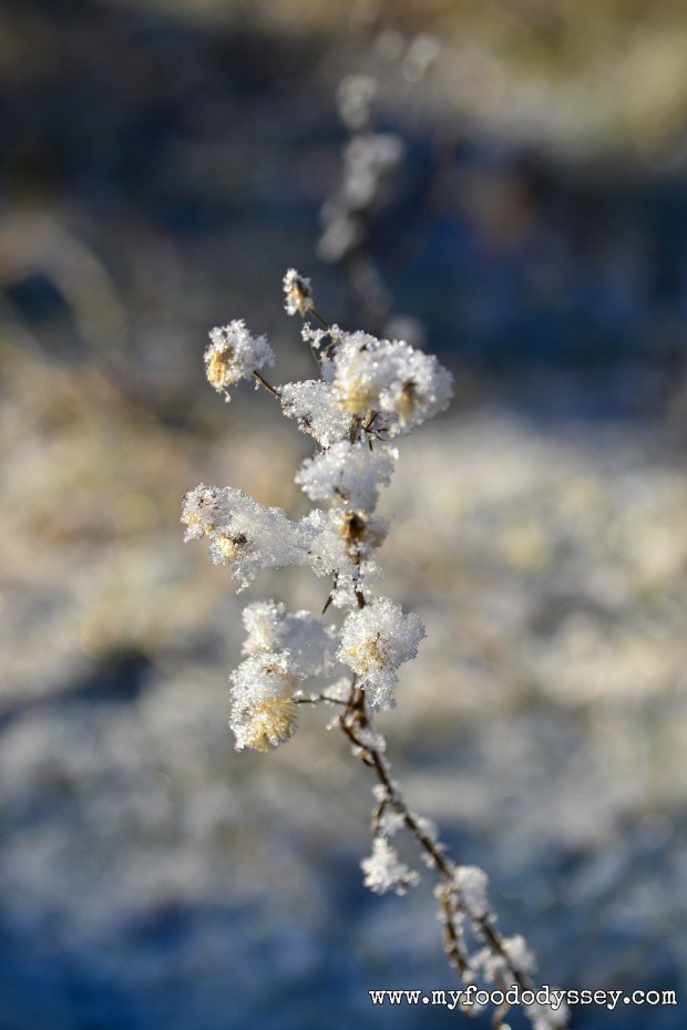 Winter Snow, Lithuania | www.myfoododyssey.com