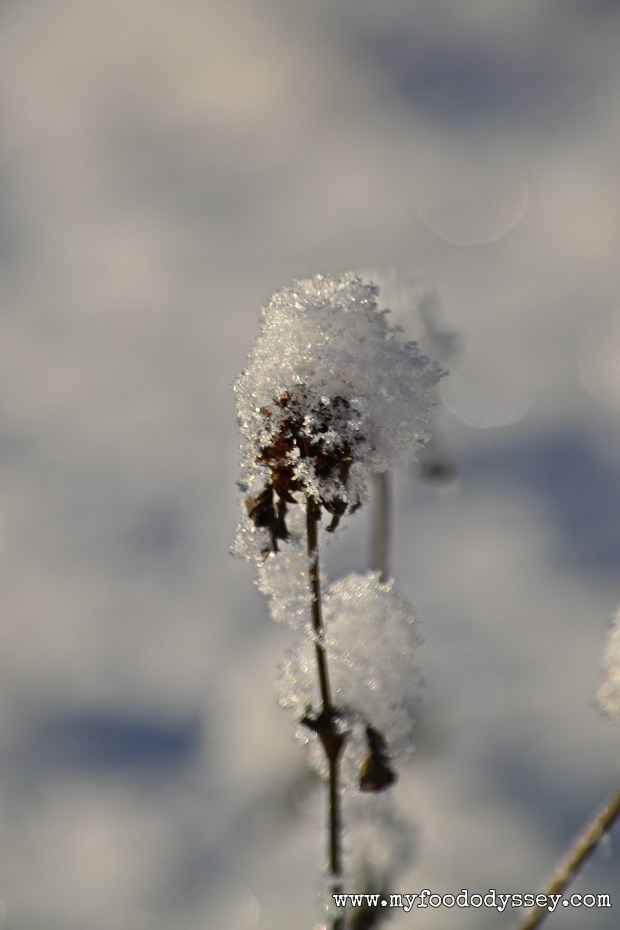 Winter Snow, Lithuania | www.myfoododyssey.com