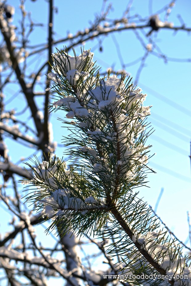 Winter Snow, Lithuania | www.myfoododyssey.com