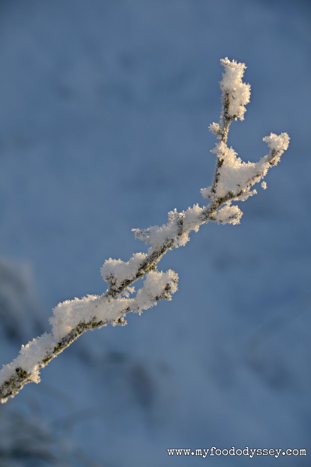 Winter Snow, Lithuania | www.myfoododyssey.com