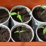 Tomato Seedlings | www.myfoododyssey.com