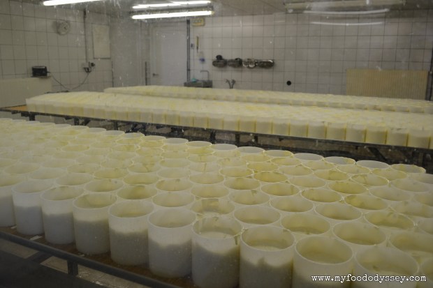 Cambert Cheese Being Moulded | www.myfoododyssey.com