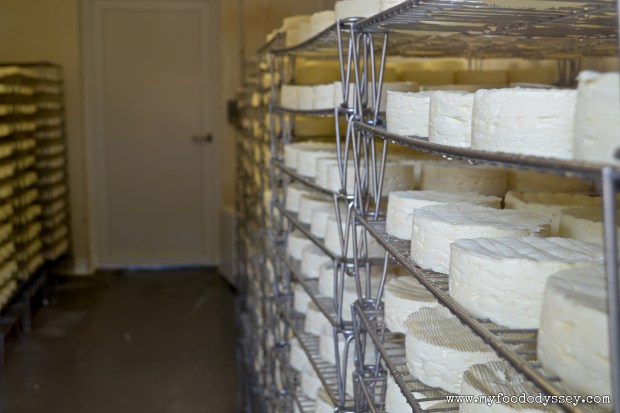 Cambert Cheese Ripening | www.myfoododyssey.com