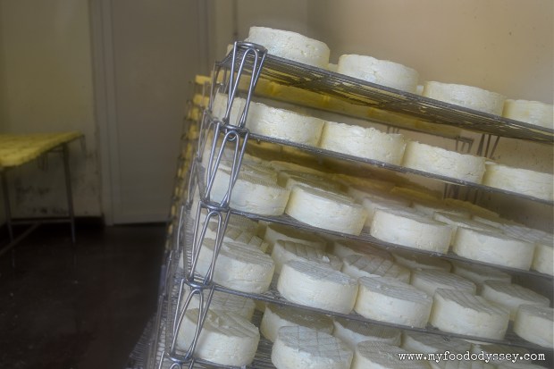 Cambert Cheese Ripening | www.myfoododyssey.com
