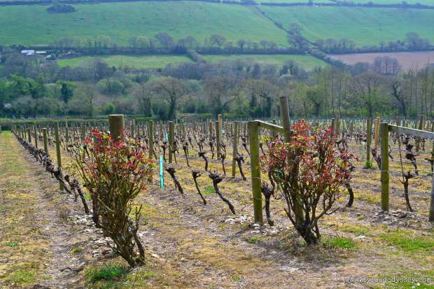 Camel Valley Vineyard, Cornwall | www.myfoododyssey.com