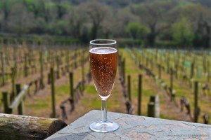 Camel Valley Vineyard, Cornwall | www.myfoododyssey.com