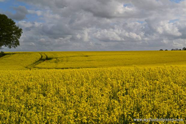 Field of Rapeseed, France | www.myfoododyssey.com