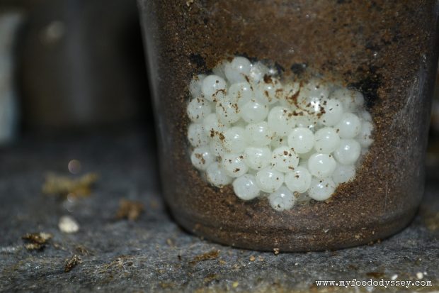 Snail Eggs, France | www.myfoododyssey.com