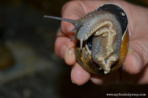 Snail Farm, France | www.myfoododyssey.com