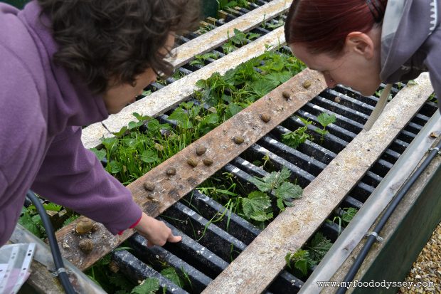 Snail Farm, France | www.myfoododyssey.com
