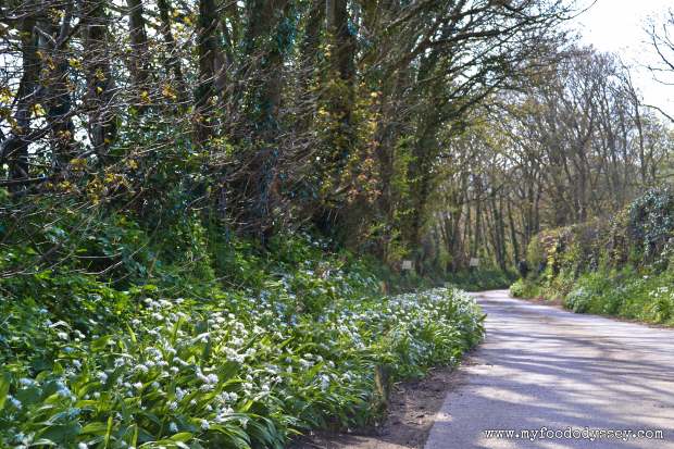 Camel Valley Vineyard, Cornwall | www.myfoododyssey.com