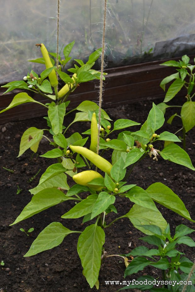 Chilli Plant | www.myfoododyssey.com