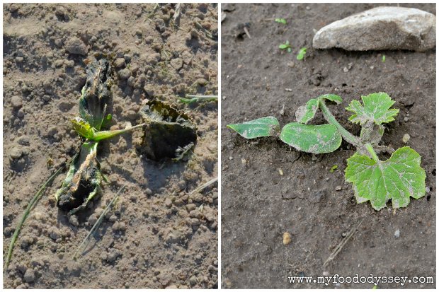 Zucchini Seedlings | www.myfoododyssey.com