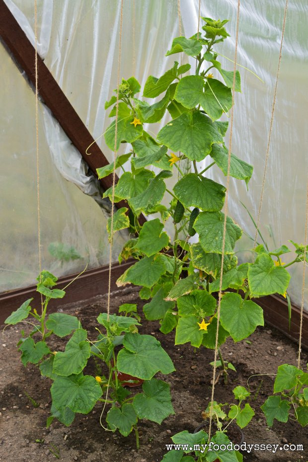 Cucumber Plants | www.myfoododyssey.com