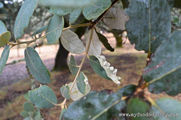 Acorn Tree, Spanish Dehesa | www.myfoododyssey.com