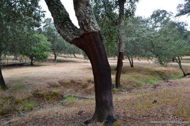 Acorn Tree, Spanish Dehesa | www.myfoododyssey.com