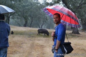 Iberico Pig Farm | www.myfoododyssey.com