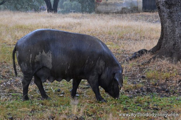 Iberico Pig Farm | www.myfoododyssey.com
