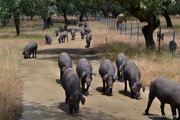 Iberico Pig Farm | www.myfoododyssey.com