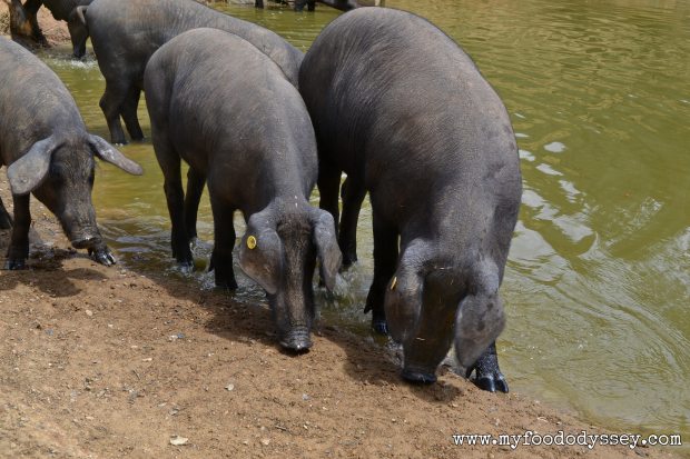 Iberico Pig Farm | www.myfoododyssey.com