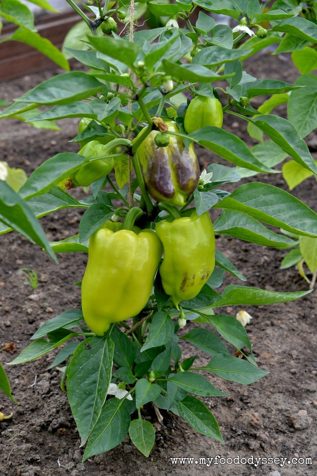 Sweet Pepper Plant | www.myfoododyssey.com