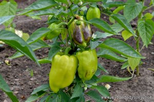 Sweet Pepper Plant | www.myfoododyssey.com