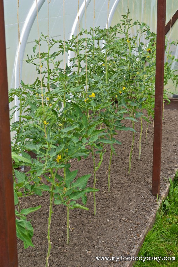 Tomato Plants | www.myfoododyssey.com