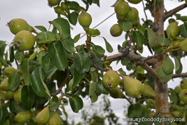 Pear Tree | www.myfoododyssey,com
