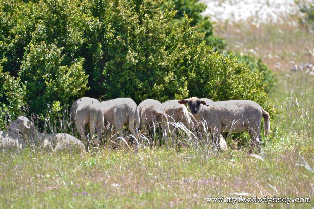 Roquefort Sheep | www.myfoododyssey,com