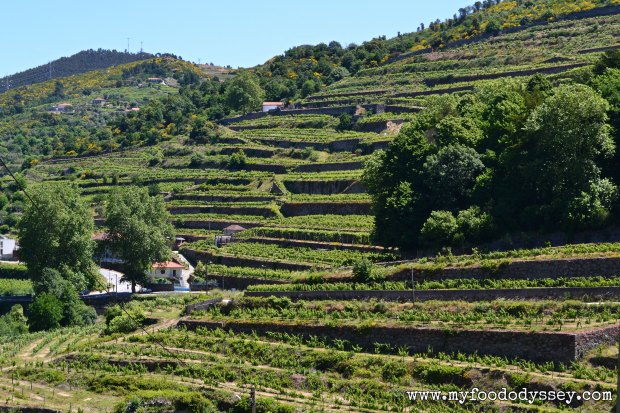 Vineyards, Douro Valley, Porto | www.myfoododyssey,com