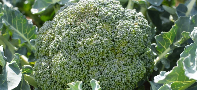 Broccoli | myfoododyssey.com
