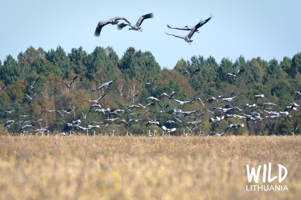 Flock of Cranes | www.myfoododyssey.com
