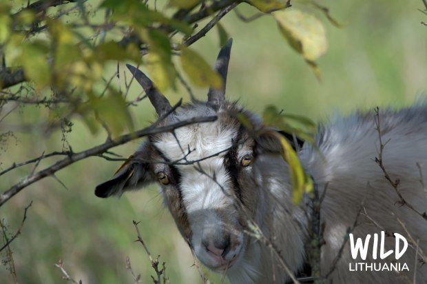 Lithuanian local goat | www.myfoododyssey.com