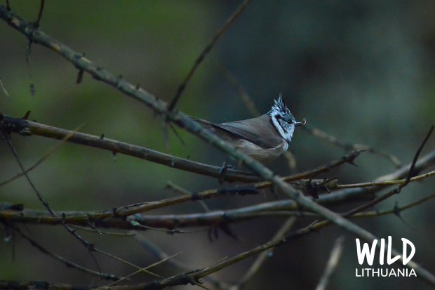Crested Tit with Worm | www.myfoododyssey.com