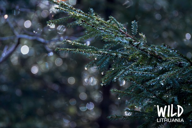 Natural Christmas Tree Fairy Lights | www.myfoododyssey.com