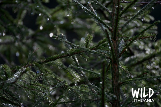 Natural Christmas Tree Fairy Lights | www.myfoododyssey.com